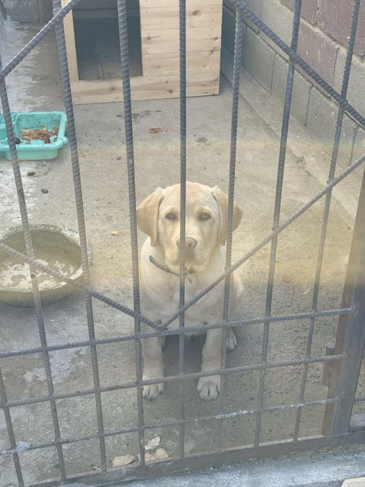 Щенок лабрадор продается