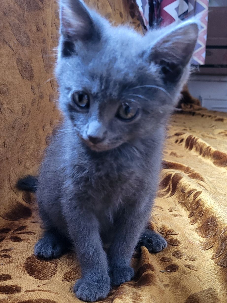 Отдам котят в добрые руки
