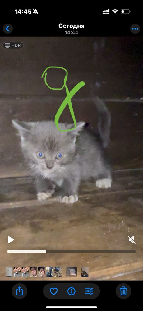 Котята  около месяца  2 девочки
