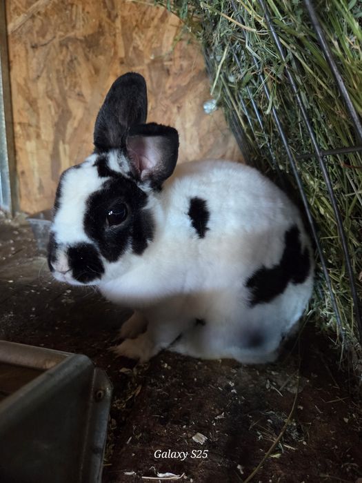 Iepuri rex pitic dalmatian