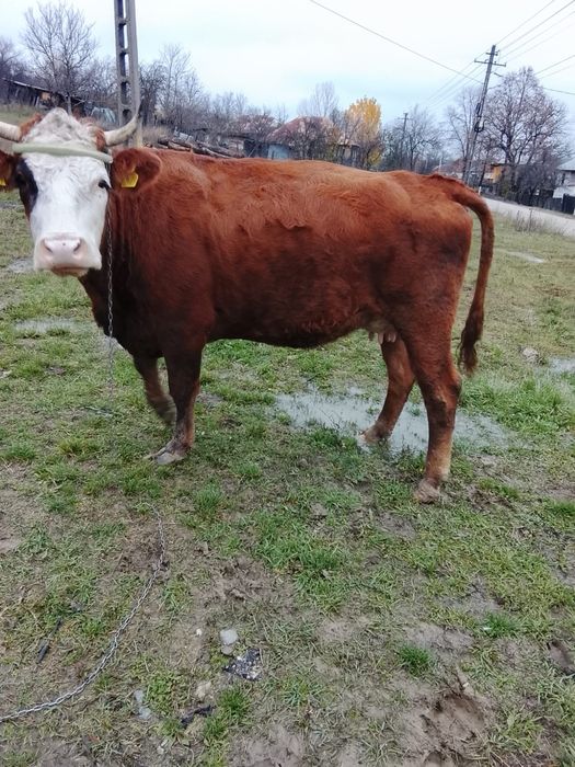 Vând vaca de lapte