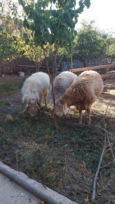 Бараны кошкары 3 штуки по 100000 тысяч за каждого цена только сегодня