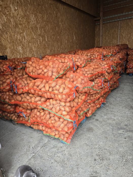Cartofi consum roșu și alb.
