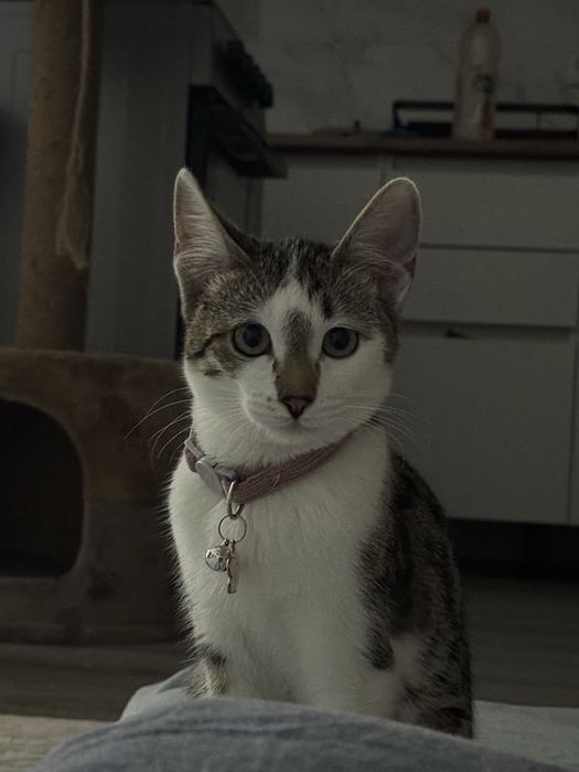 Кошечка Маркиза ищет заботливого хозяина