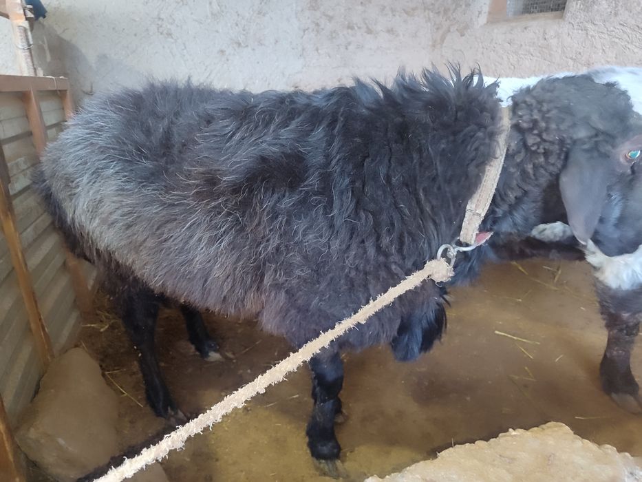 Quchqor va qoʻylar sotiladi