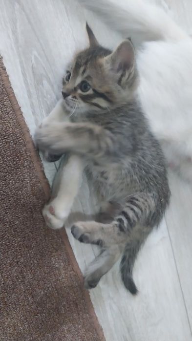 Котенок, девочка