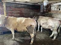 Продам коров стельных и отеленых