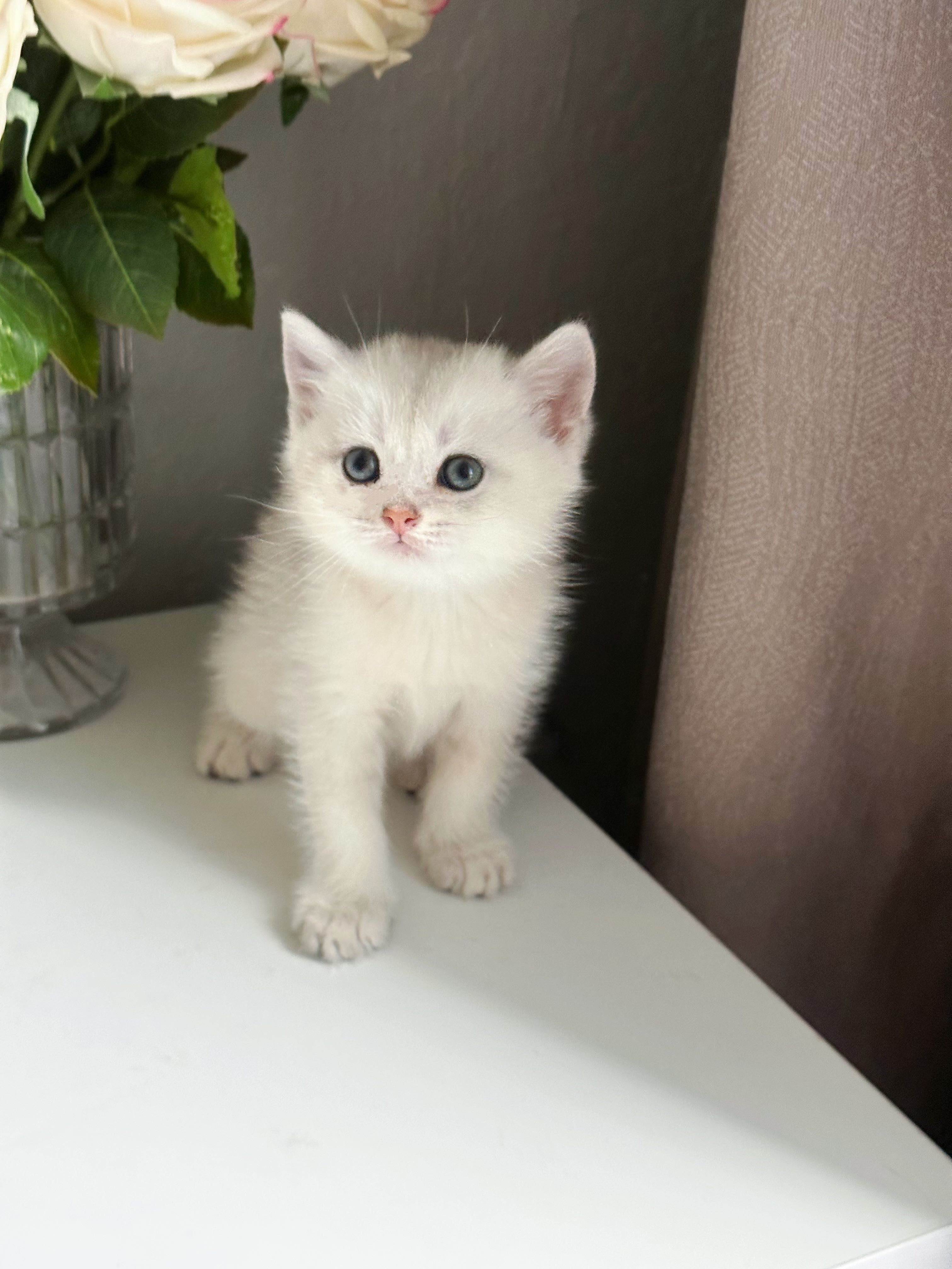 Шотландские котята
