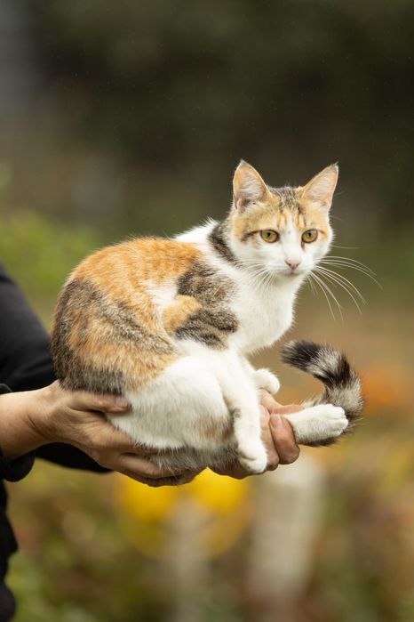 Ласковая кошечка (1 год) — чистюля, приучена к лотку, ловит мышей