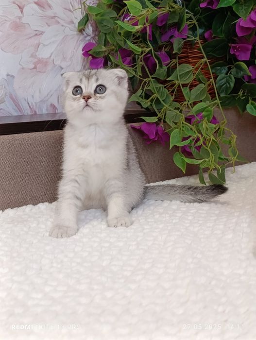 Scottish fold chinchila silver