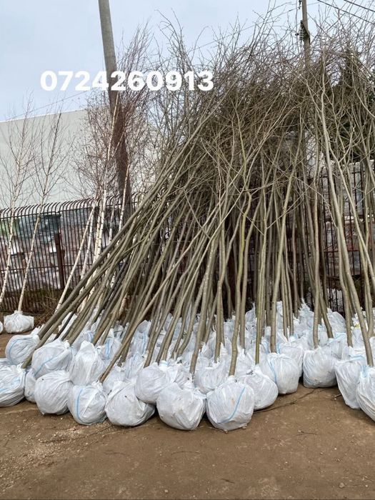 Mesteacan alb si tei