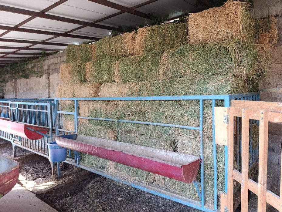 Qoʻyxona sotiladi bu