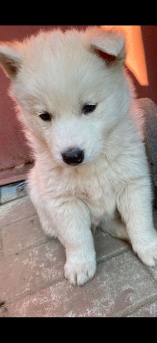 Puiut husky siberian