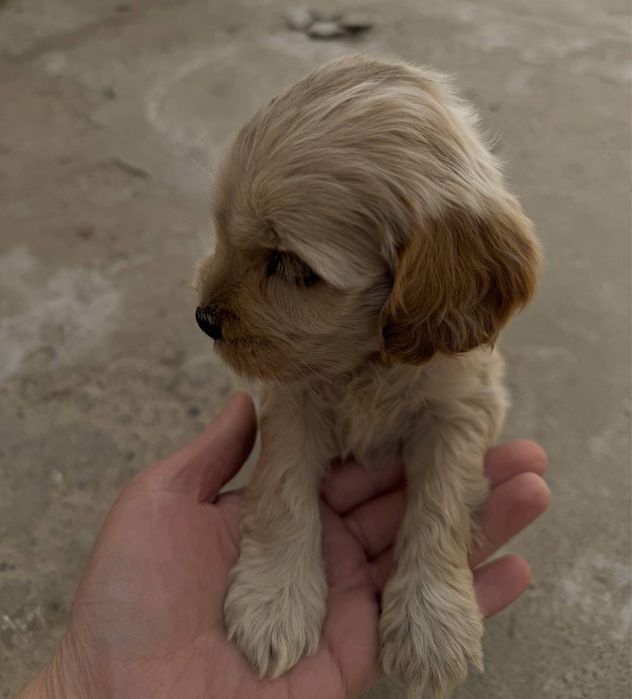 Английский спаниель