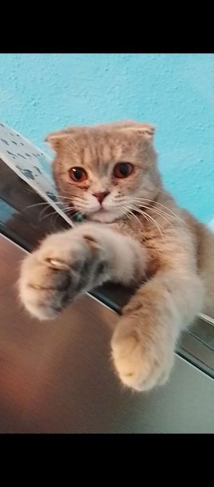 Scottish fold mushuk sotiladi!