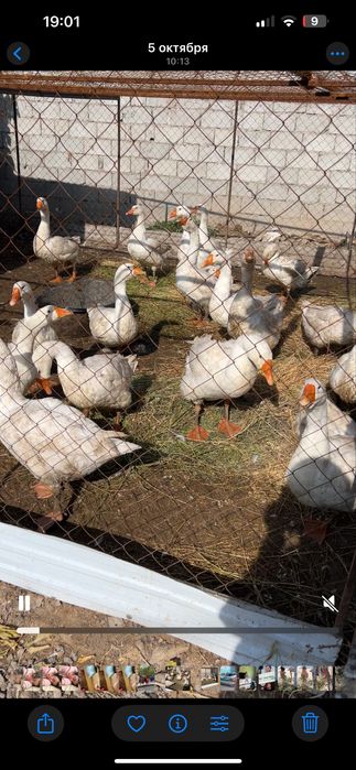 Продам гусей Губернатор