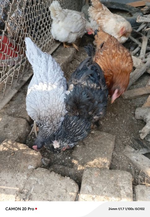 Товуклар сотилади 5 дона