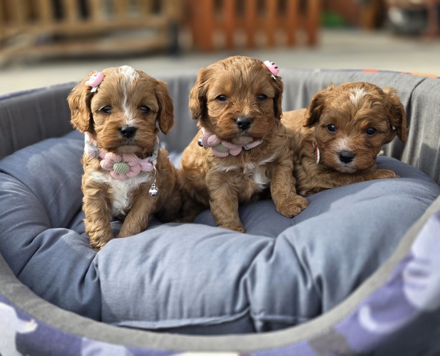 Кавапу/Cavapoo/ Той пудел