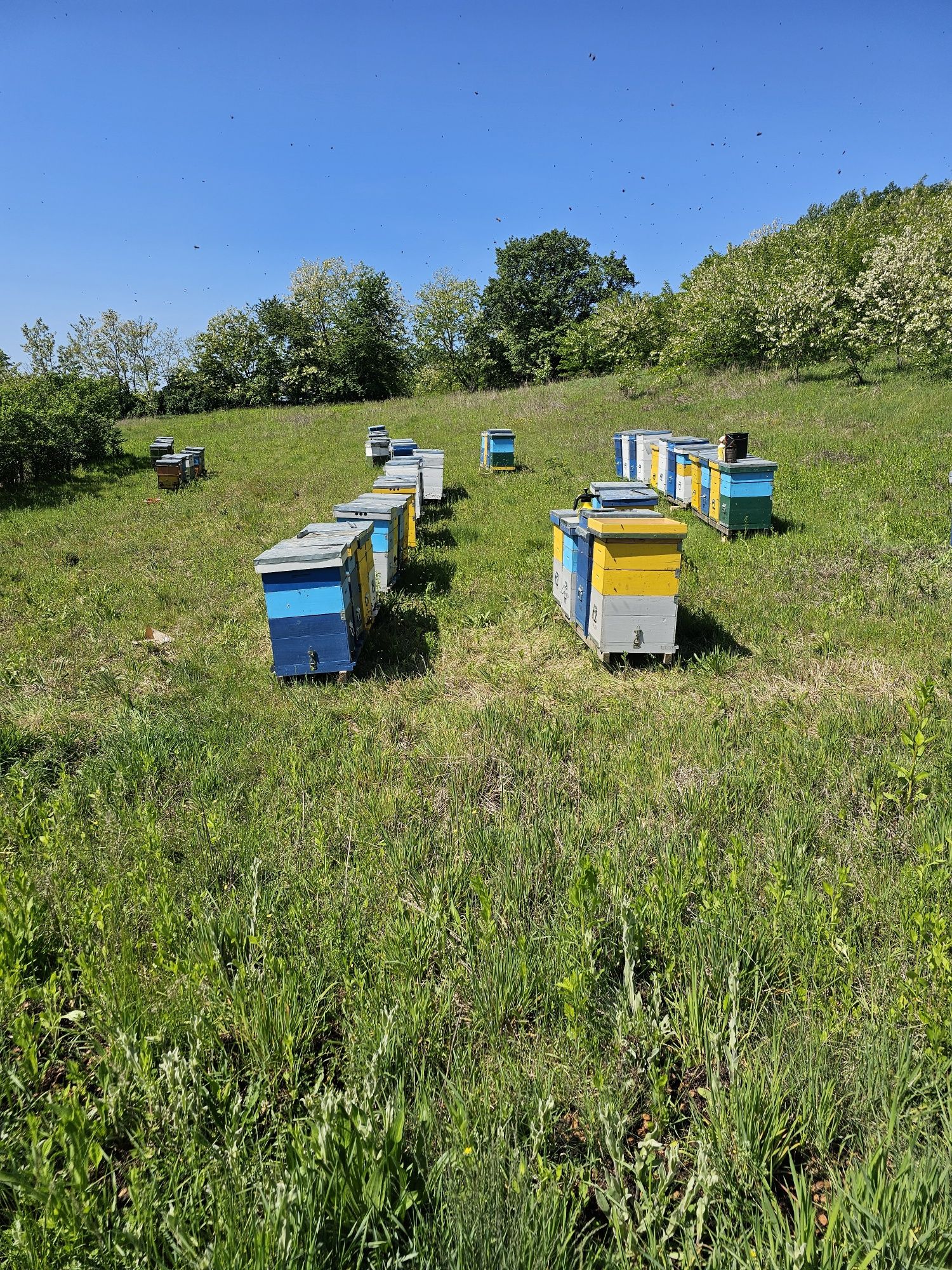 Familii de albine