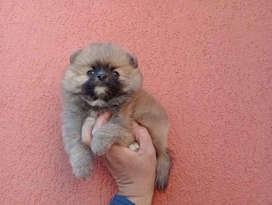 Померани. Реални снимки !