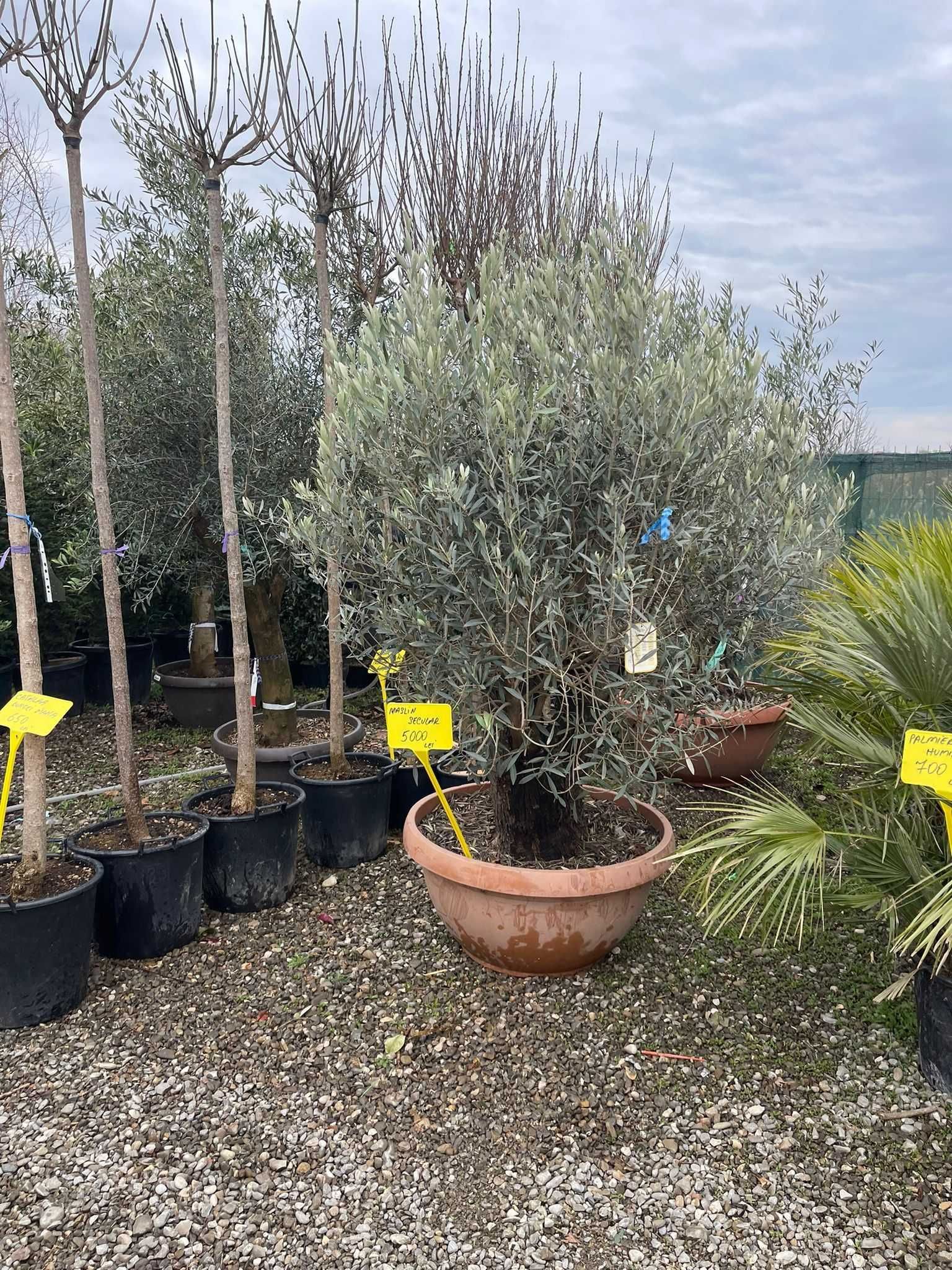 Transformă-ți grădina cu plante decorative excepționale