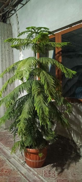 Archa gul boʻyi 2.2 m manzil Samarqand $ kelishtiriladi