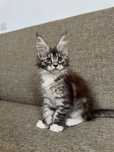 Femela maine coon cu pedigree