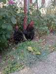 Pereche cochinchina pitic bobat