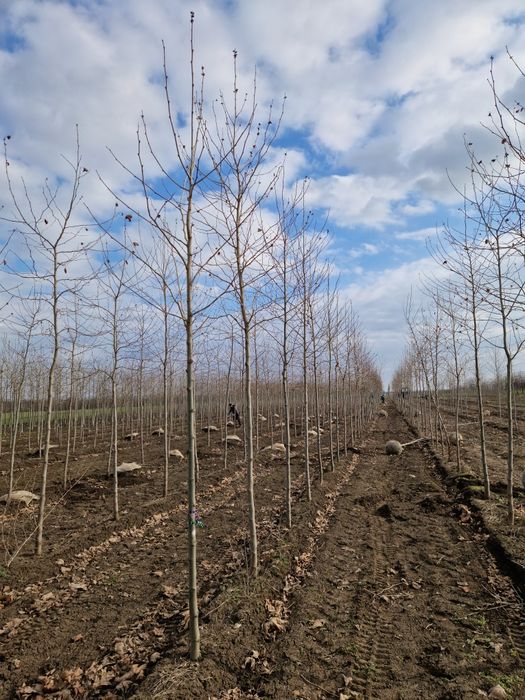 Mesteacan alb- Platan - Tei de floare - Catalpa- Artar