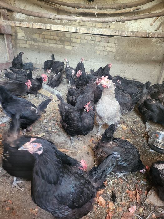 Продам курочек несут яйца по 80000 т сум