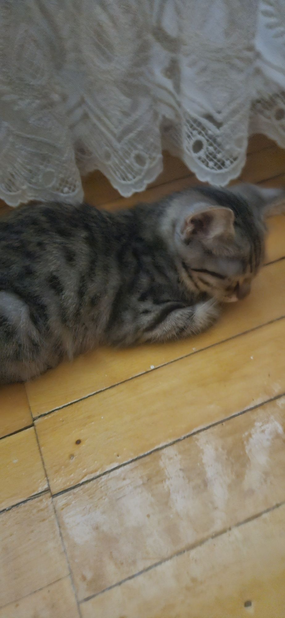 Котенок отдам в хорошие руки