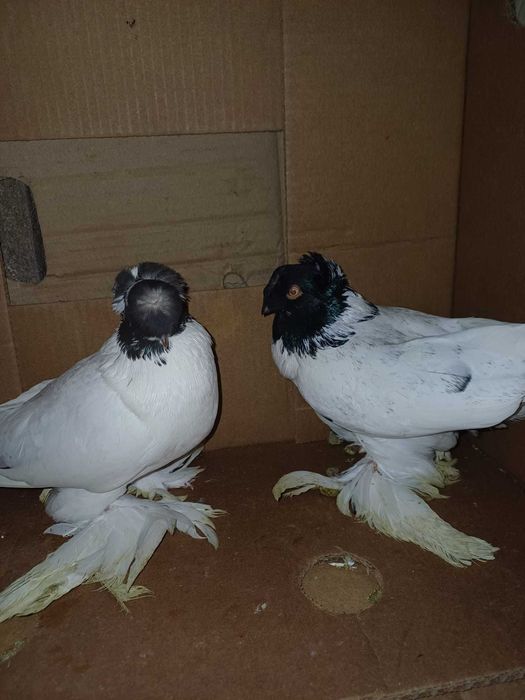 Jucatori de Botosani si Infoiati