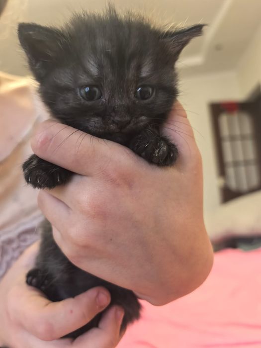 Породистый котёнок один месяц