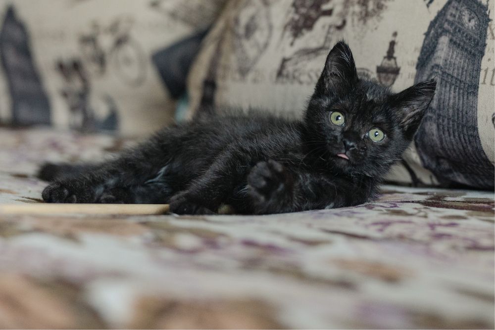 Котенок в поиске дома