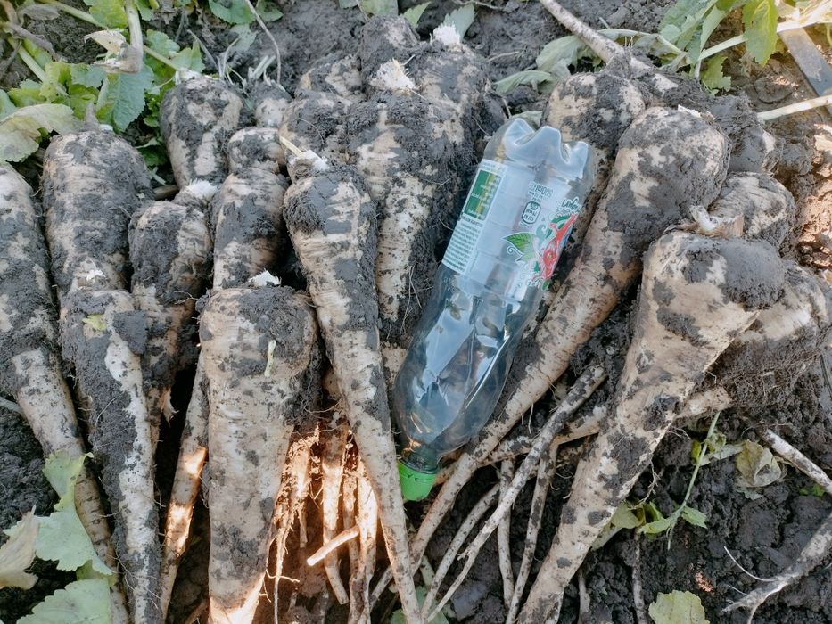 Păstârnac de vanzare