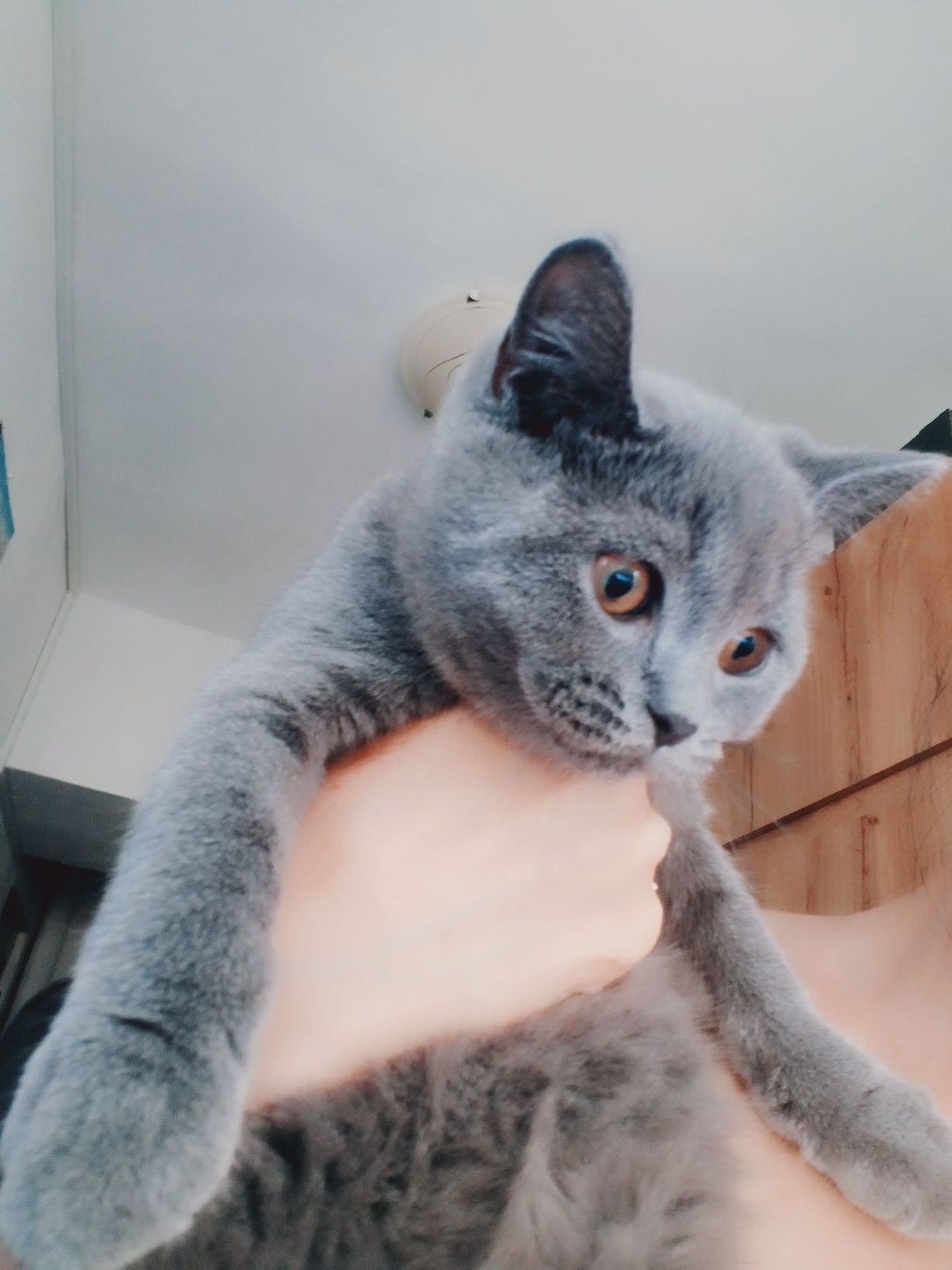 Pisoi British shorthair blue