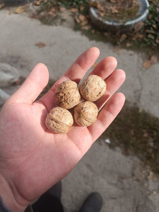 Орехи грецкие урожай этого года