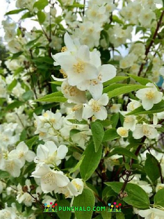 ЖАСМИН-градински,годжи бери,текома,пауловния,брези,японска дюля,липа