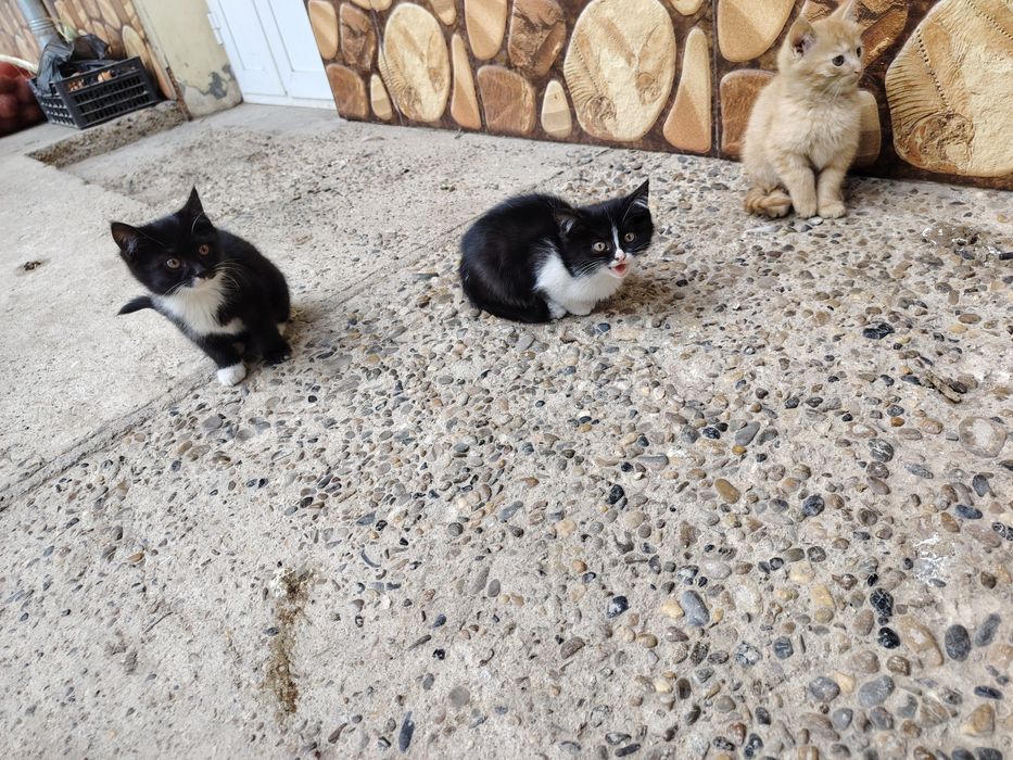 Мушуклар котята бепул даром