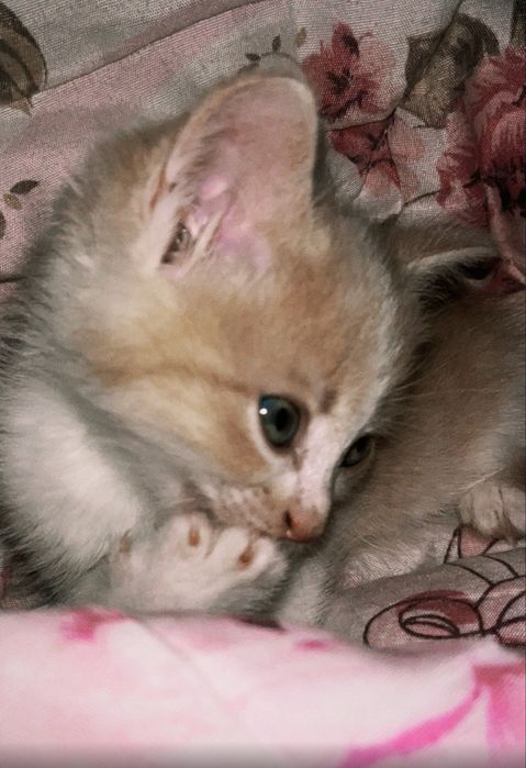 Кот очень умный, домашний, сам привык ходить в туалет.