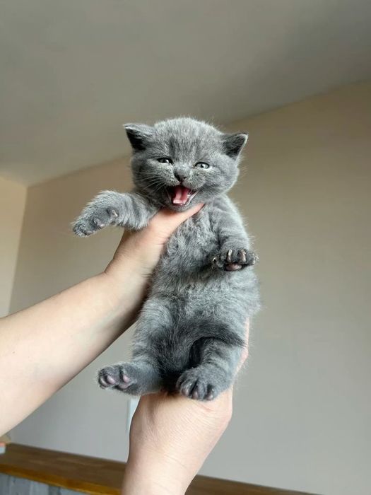 Продам британских котят