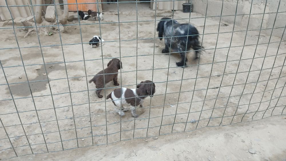 Продаю собак пародистых руские испаньеры