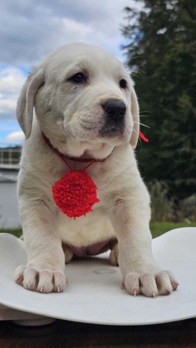 Ciobanesc de Asia Centrala femela