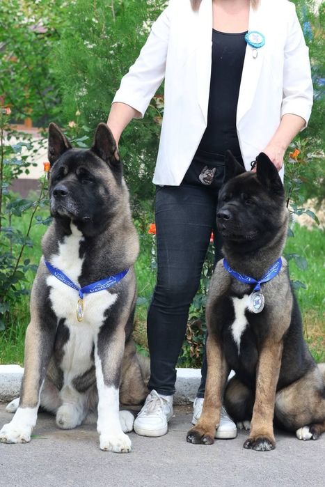 Щенки американской акиты