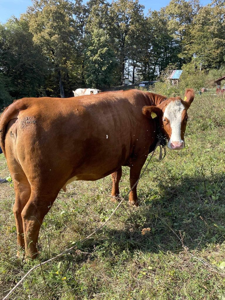 Vând doua vaci una agus rosu gestanta ceartă baltată românească
