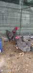 Gaini Plymouth Rock Barat