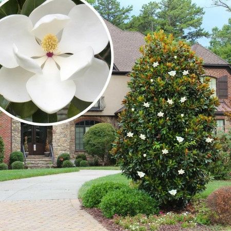 Magnolia Grandiflora