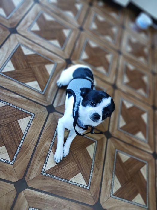 Чихуахла  на годинка в добро здравно състоияние игрива и весела