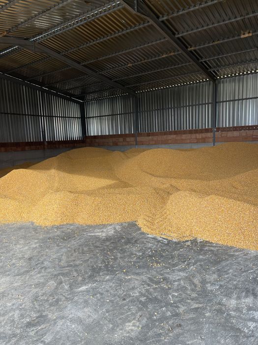 Vand porumb boabe productie 2025