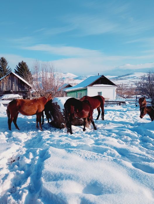 Продам лошадей, кобыла 2,5 лет и 4, и 6 лет.